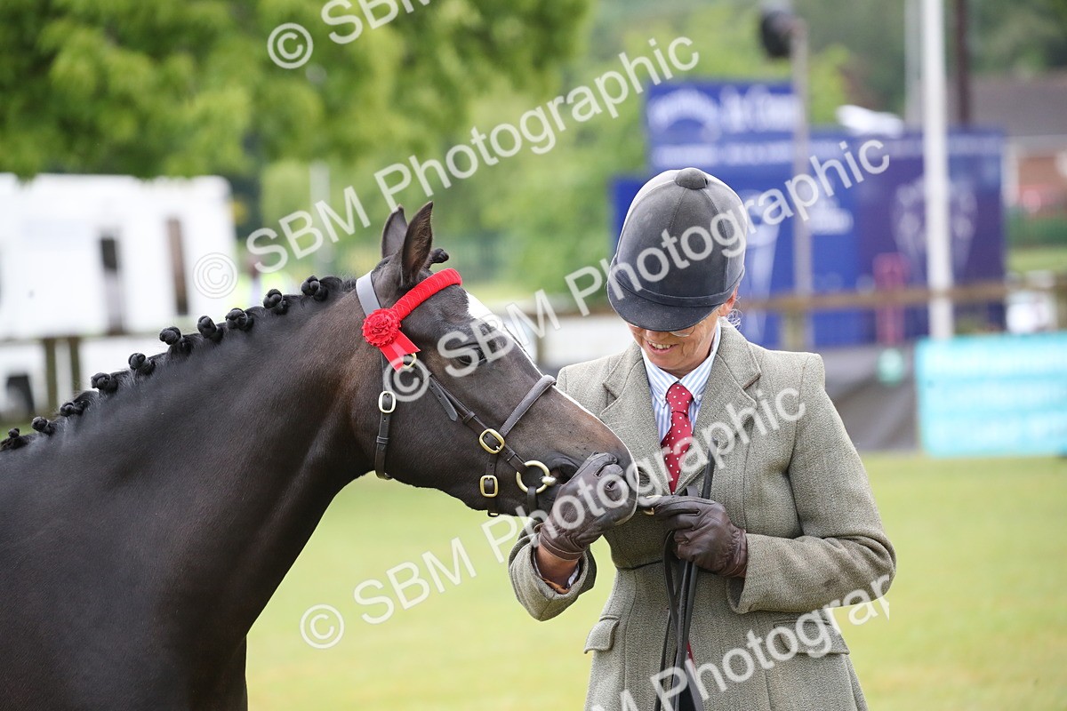 SBM_00065 - Class 17-20 - Arab & Part Bred - Anglo Arab In Hand