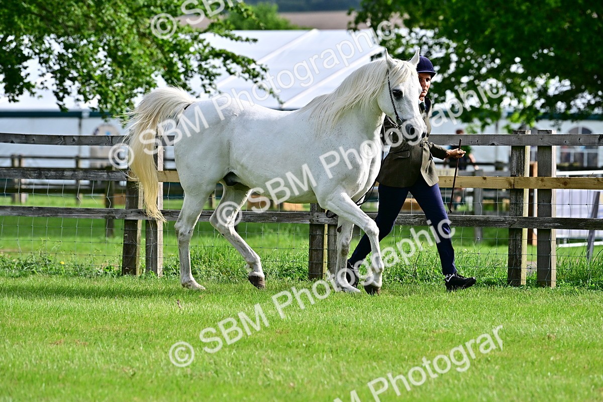 SBM_00033 - Class 46-49 - Arab and Part Bed-Anglo Arab In Hand
