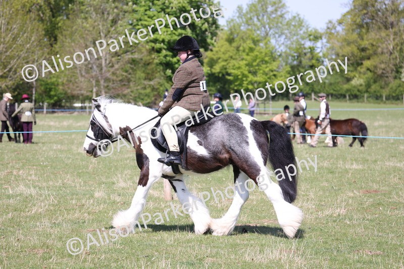 20250427-3207 - Class 33 - Best Pony 14.2hh and Under