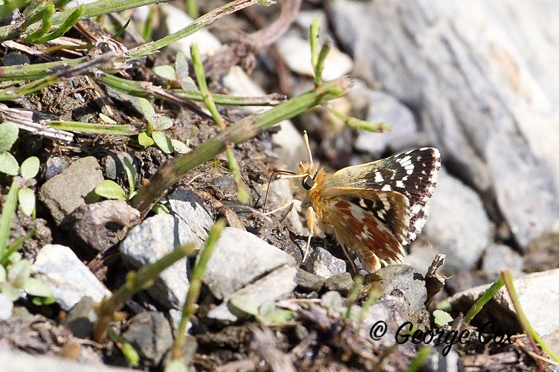 red underwing skipper pyrenees
