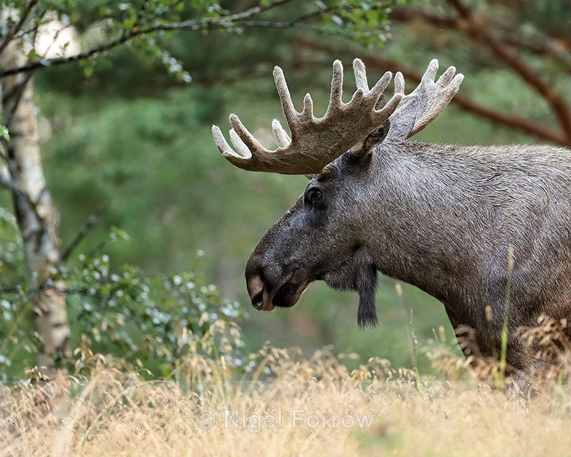 Bull Moose head in profile, Flatanger, Norway - Deer