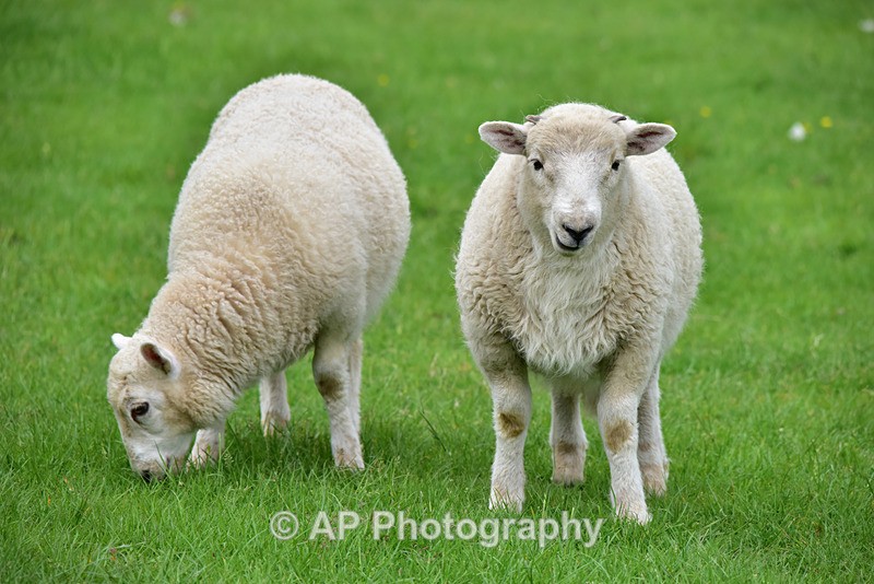 ACP_3959-2 - Sheep