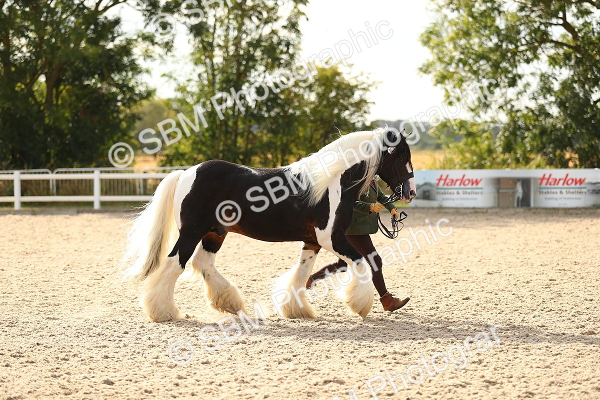 SBM_08570 - Class 28 - IH Veteran Horse