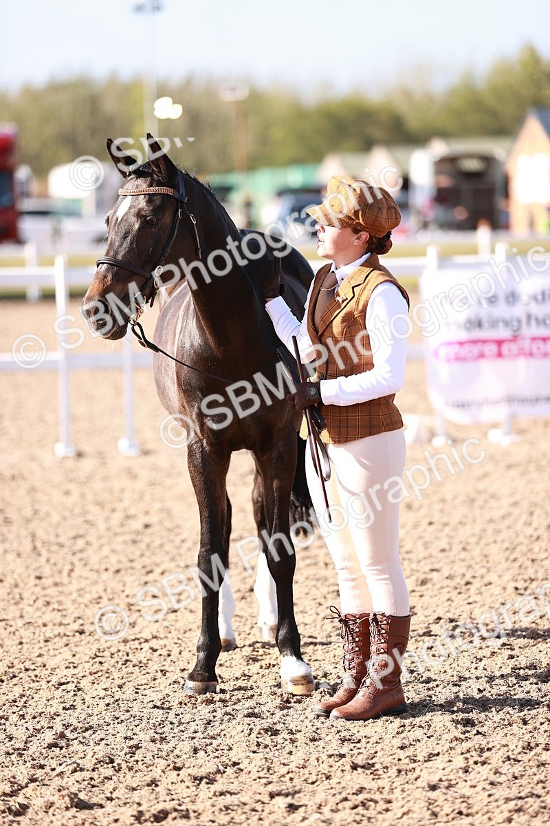 SBM_22022 - Class 702 - IH Show Horse-Pony