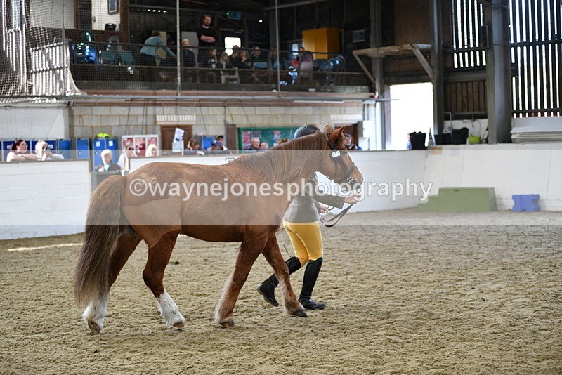 WJ5_4477 - Class 3 Part Bred In hand