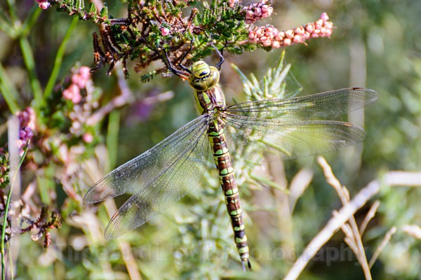 Female Southern hawker - Dragonflies & Damselflies