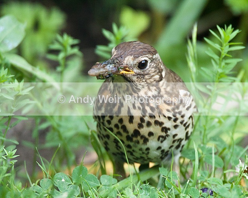 20090602-2009 06 02 030 - Thrushes