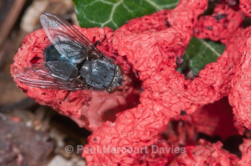  - Bugs: Macro insects