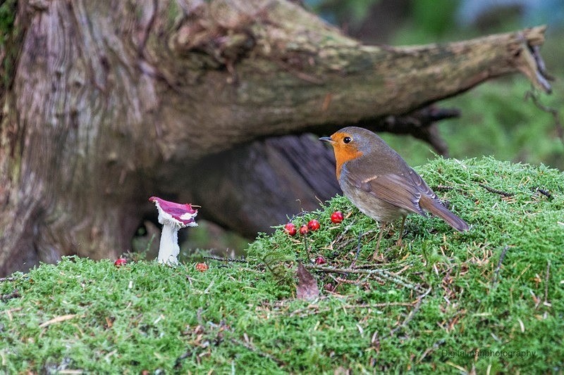 Robin wonders - Life on Man