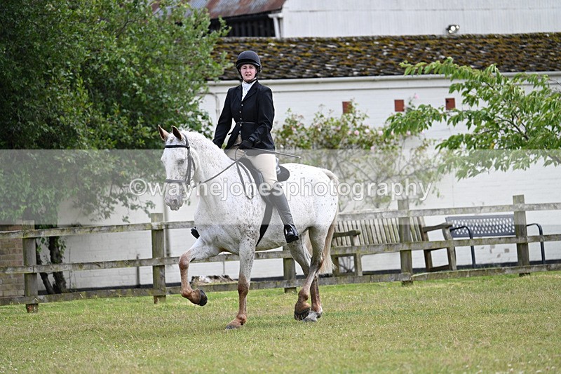 WJ7_8360 - Class 7  Riding Club Show Horse