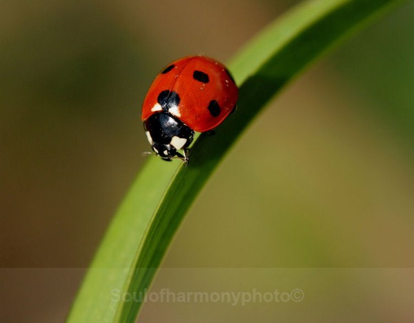 Lady Bird - Invertebrate's Macro