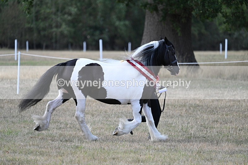 WJ7_8413 - In-hand Championship