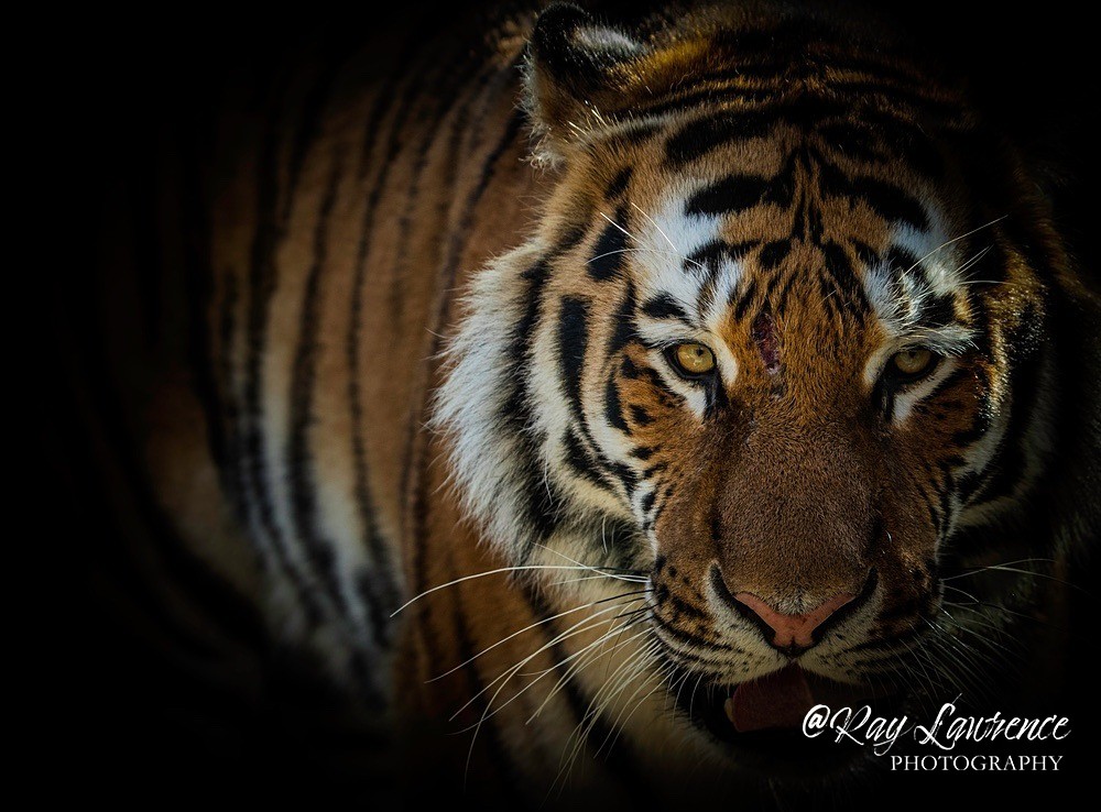 Amur Tiger -RLP_9847b - Vulnerable and Beyond