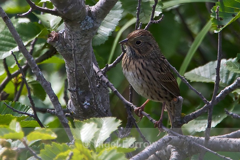 Lincoln's Sparrow perched on a branch at Potter's Marsh - Lincoln's Sparrow