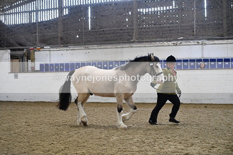 WJ5_4498 - Class 3 Part Bred In hand