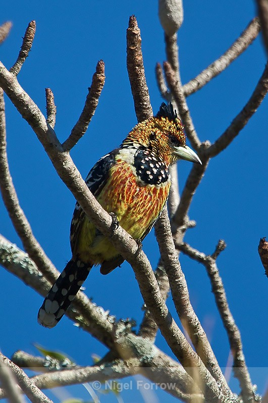 Crested Barbet perched in a tree - Crested Barbet