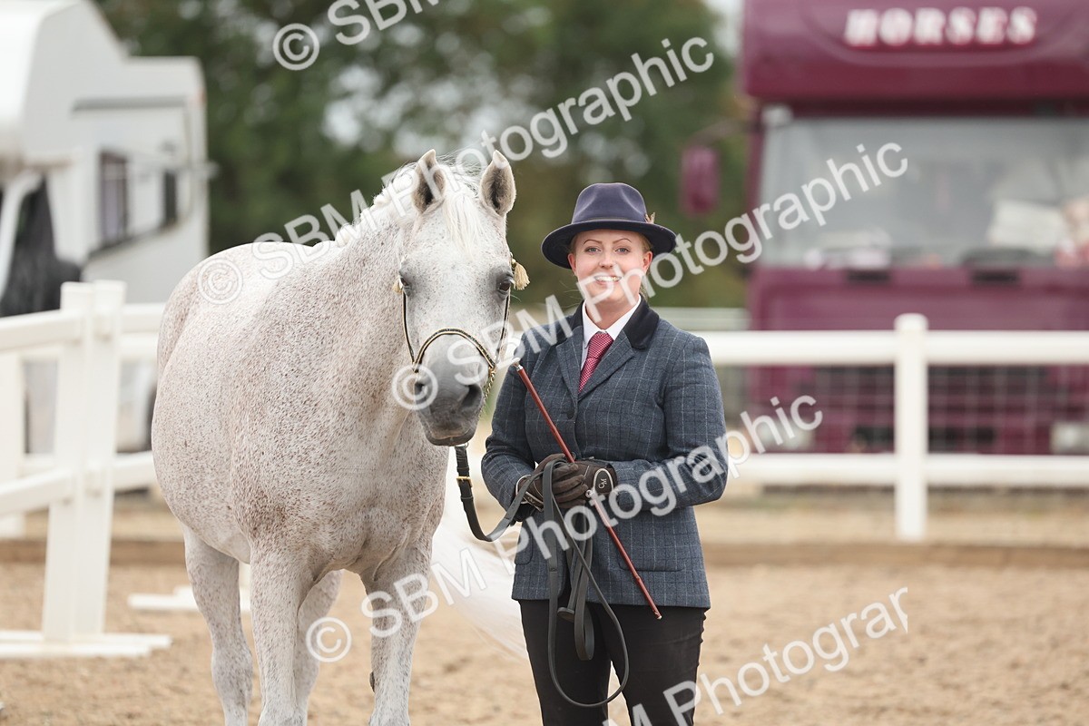 SBM_19328 - Class 317 - IH Pure Bred Horse-Pony