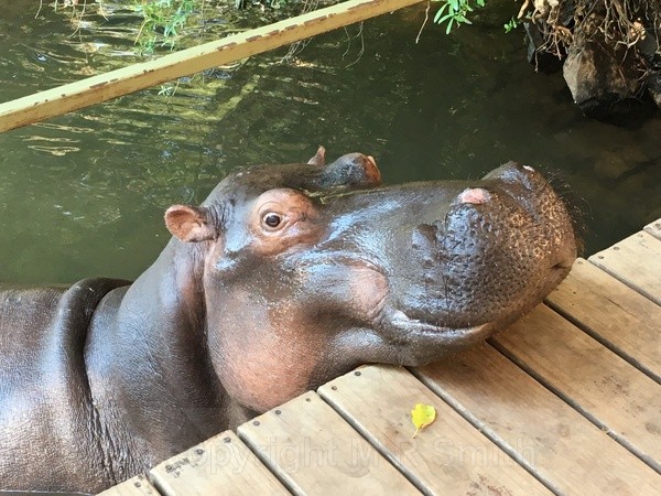 Jessica The Hippo, South Africa - LANDSCAPES & TREES