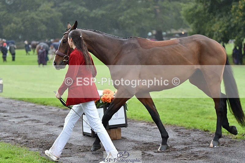 231018-121502-00165 - 065-SIR.HENRY.HALL-Jess.Rimmer-TrotUp