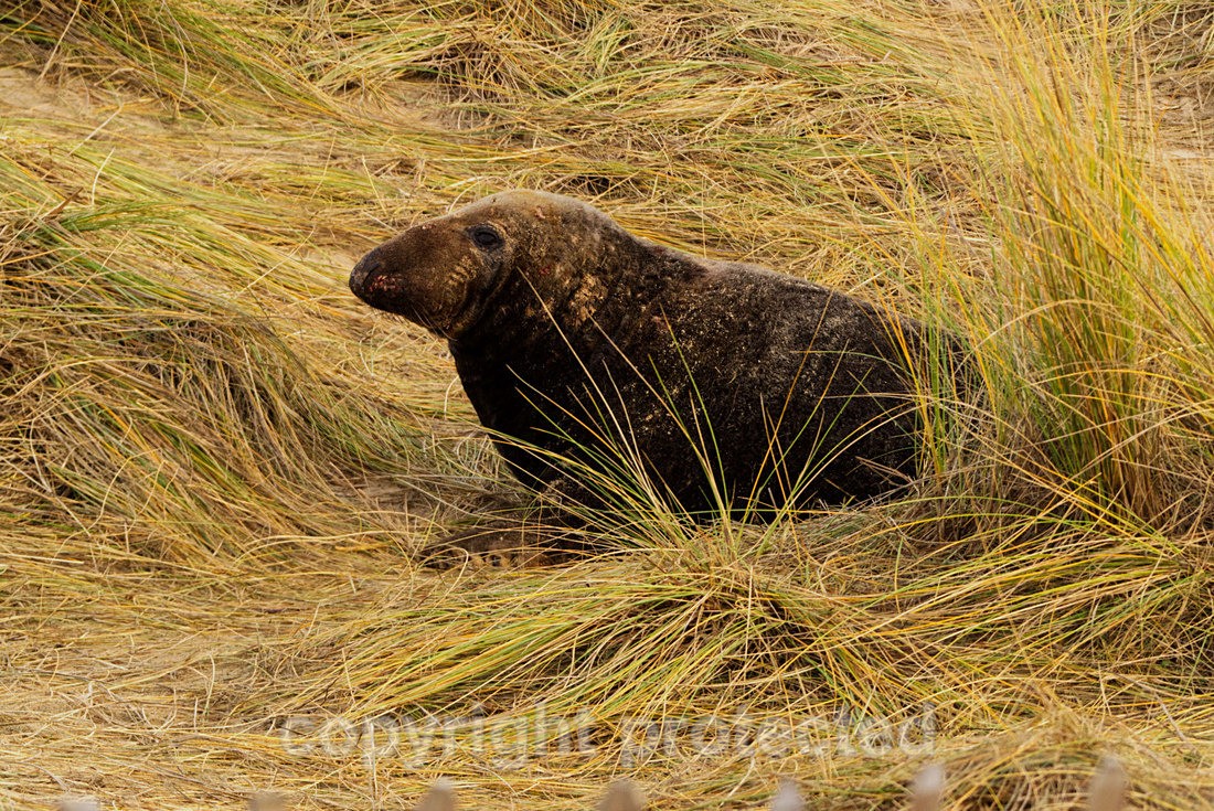 Grey Seal Bull - Norfolk