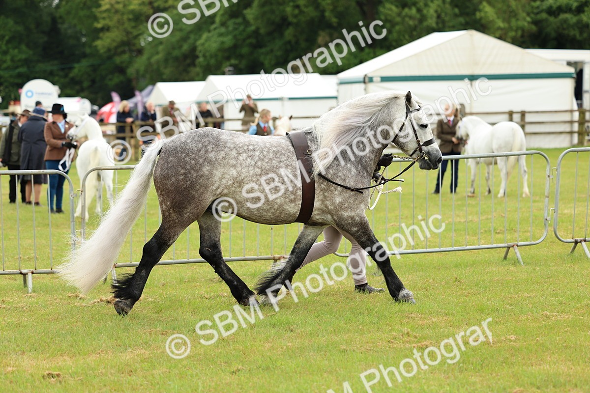 SBM_00468 - Class 58-67 - M&M Non Welsh Pony In hand