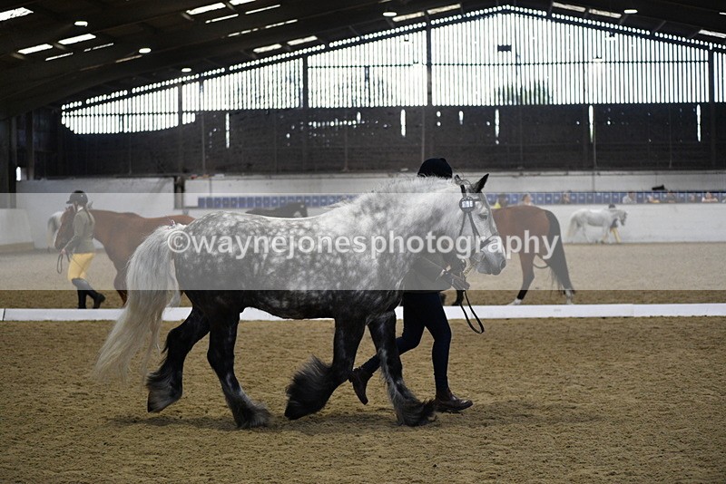 WJ5_4318 - Class 6 In hand M&M - Large Breeds