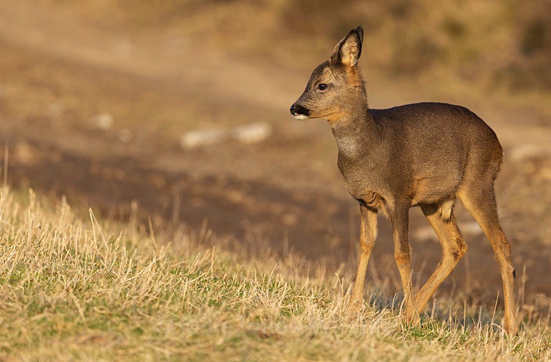 ROE DEER 8 - ROE DEER