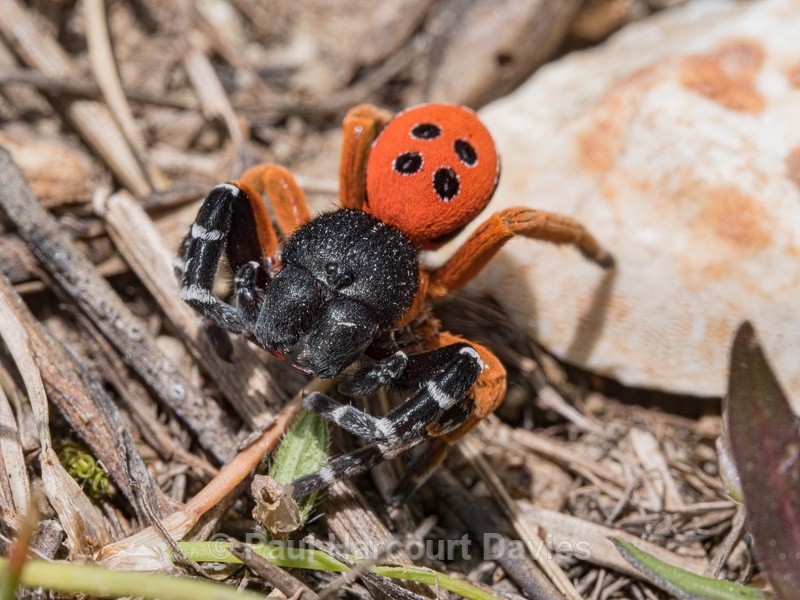 the ladybird spider (Eresus kollari,) - Insects, Spiders and other Animals