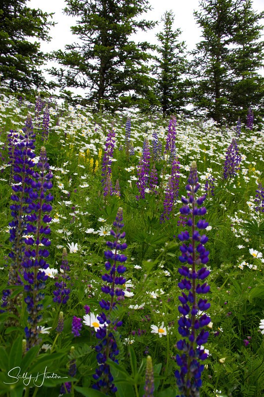 Wild Daisy Fields