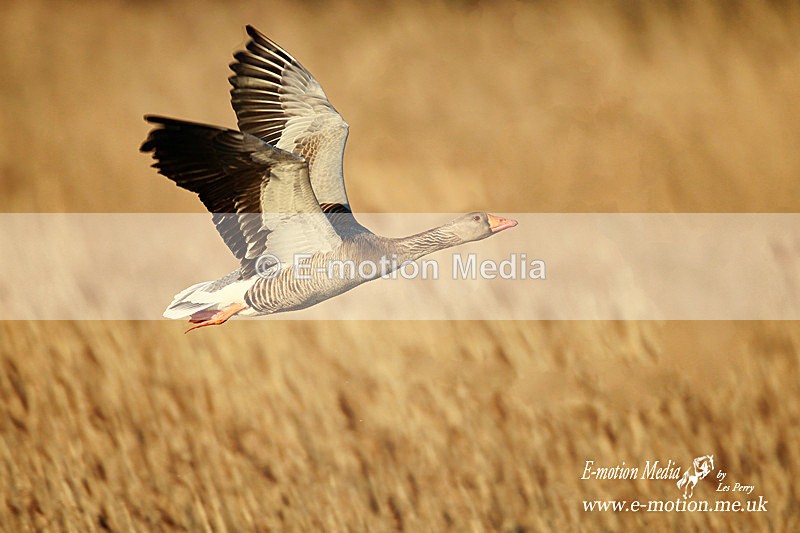 Greylag 010412  3R - Nature