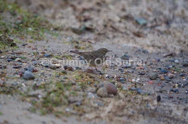 DSC_9458 - Llyn Peninsular 8th February 2016