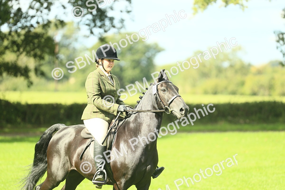 SBM_42068 - S29 - Novice & Newcomers Working Hunter Pony