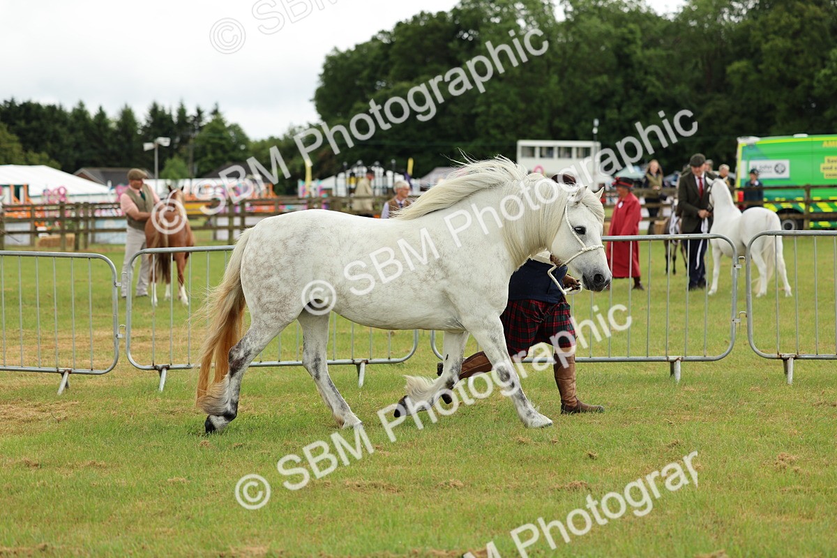 SBM_00487 - Class 58-67 - M&M Non Welsh Pony In hand
