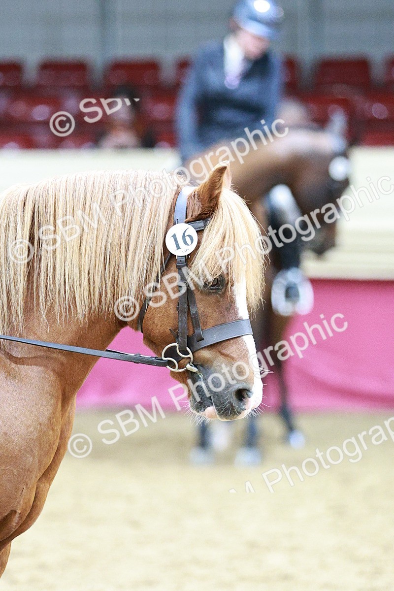 SBM_03570 - Class 6A Area Ridden Pre-Vet