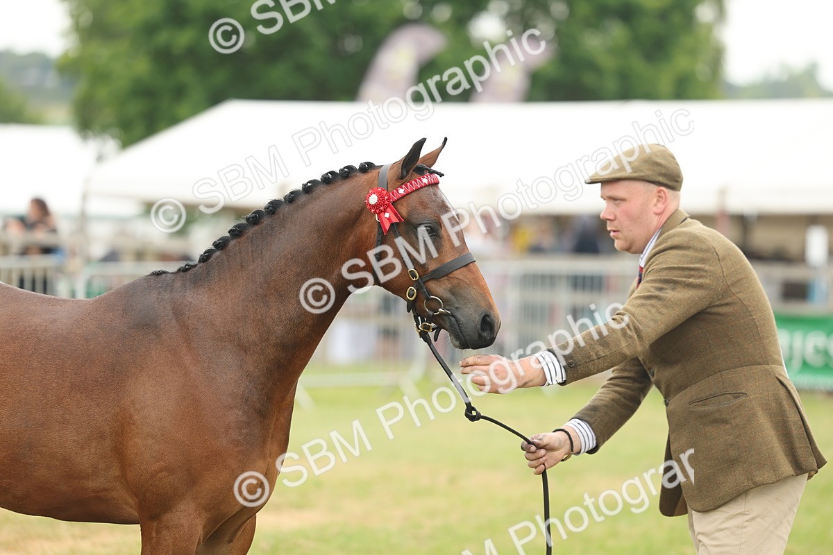 SBM_05446 - Class 68-73 - Riding Pony Breeding