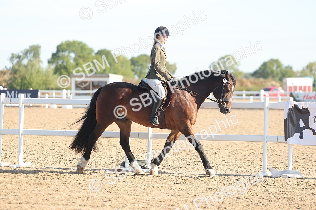 SBM_10966 - Class 302 - Ridden M&M Large Breeds