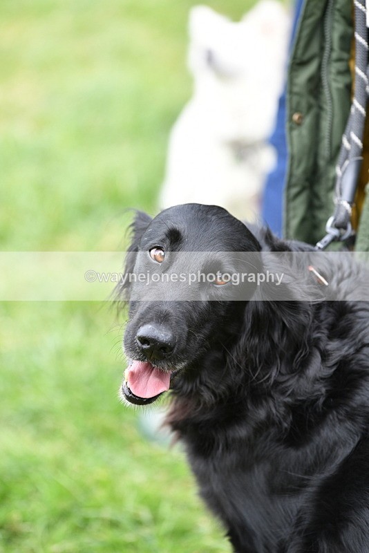 WJ5_9255 - Class 1 Best Cross Breed / Heniz 57