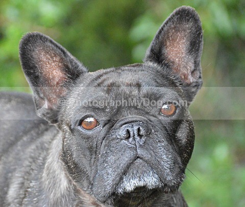  - French Bulldogs