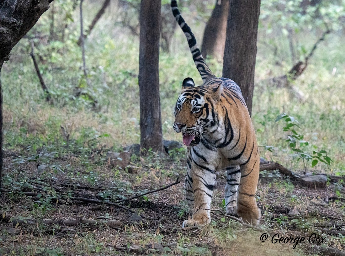 Walking Tiger - India