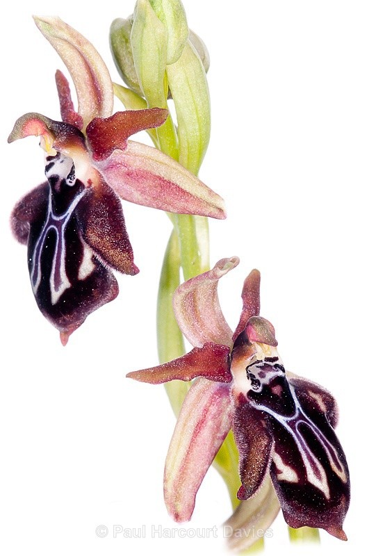  - WB: Orchids - Ophrys