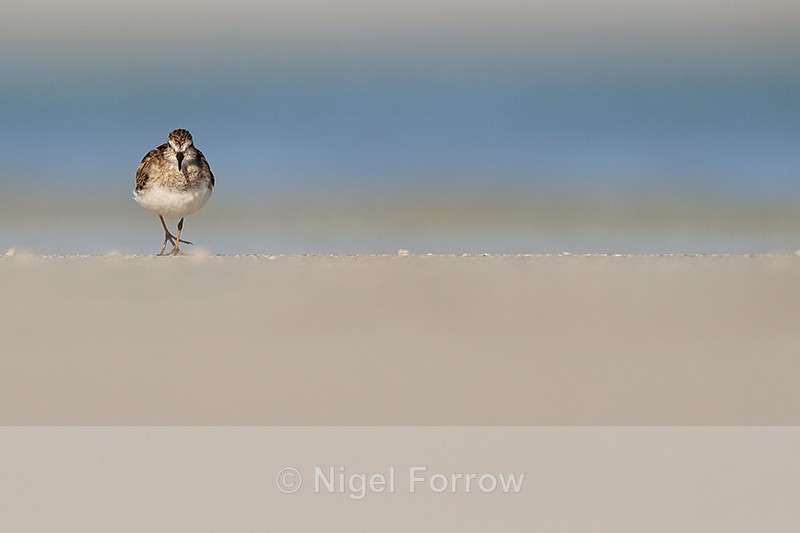 Least Sandpiper approaches on beach, Fort De Soto Park, Florida - Least Sandpiper