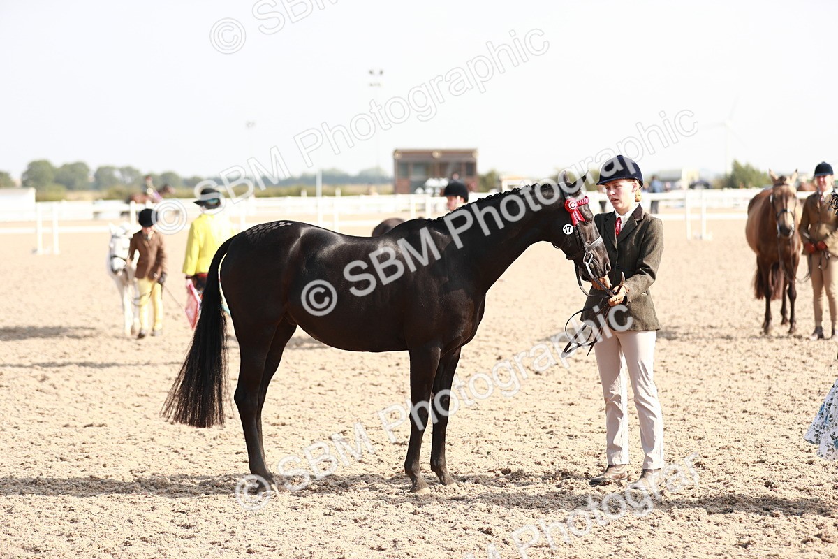 SBM_11077 - Class 205 IH Show Pony/ Show Hunter Pony