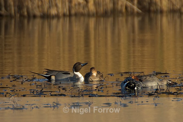 Pintail (record shot) viewd from the 2nd screen at Otmoor RSPB - Pintail
