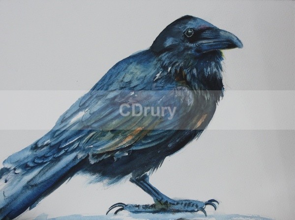 The Raven Vision SOLD - Archived