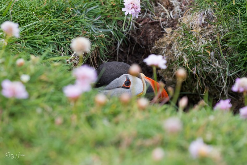Cute Puffin 2