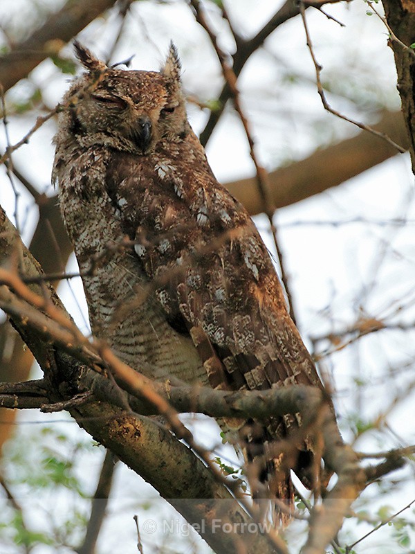 Greyish Eagle-owl perched in a tree at evening - Greyish Eagle-owl