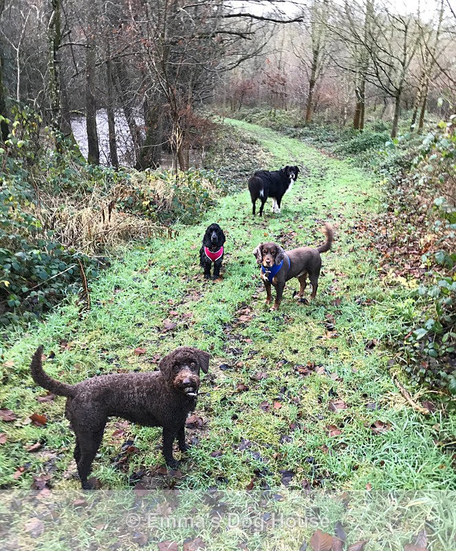  - Dogs