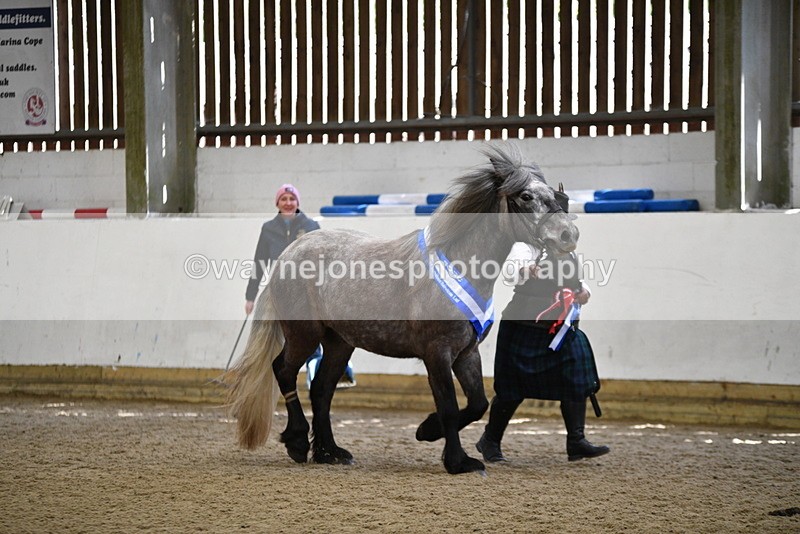 WJ5_5884 - Morning in hand Championship