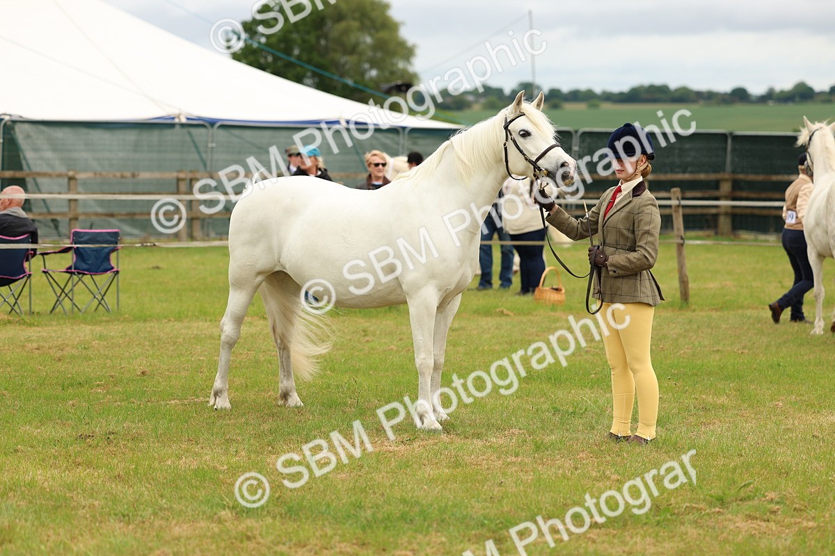 SBM_04226 - Class 64-67 - Shetland Pony In Hand