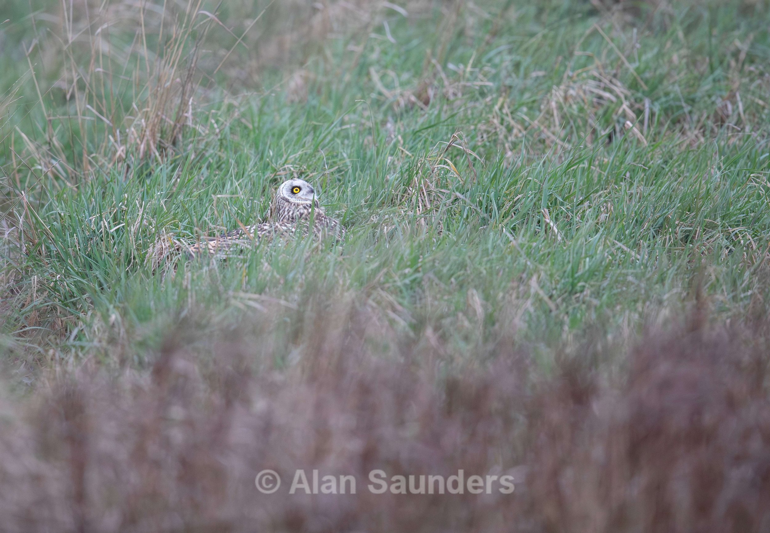 Short Eared Owl